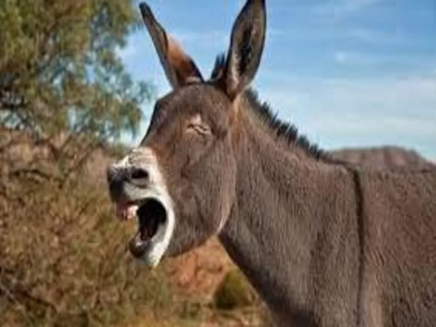 مدار الساعة,أخبار خفيفة ومنوعة