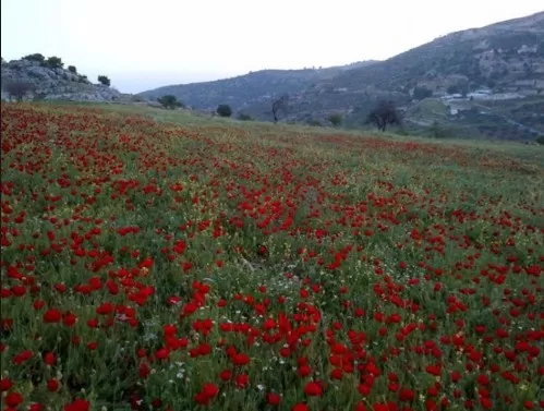 مدار الساعة,أخبار الأردن,اخبار الاردن,درجات الحرارة العظمى والصغرى,درجات الحرارة,البحر الميت