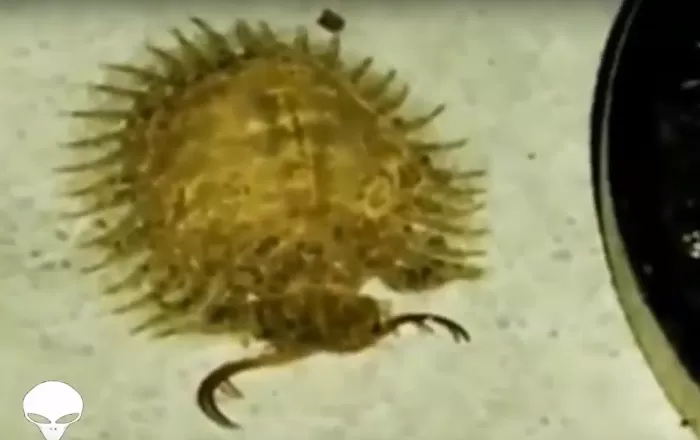 مدار الساعة,Video,فيديو,أخبار خفيفة ومنوعة,وسائل التواصل الاجتماعي