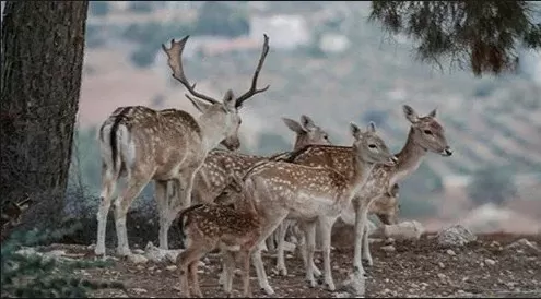 مدار الساعة,أخبار الأردن,اخبار الاردن,وزير الزراعة,وزارة الزراعة,هيئة النزاهة ومكافحة الفساد,ديوان المحاسبة,مكافحة الفساد
