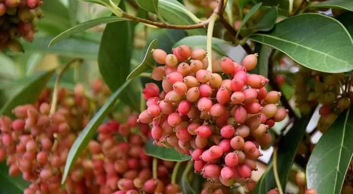 مدار الساعة,أخبار خفيفة ومنوعة