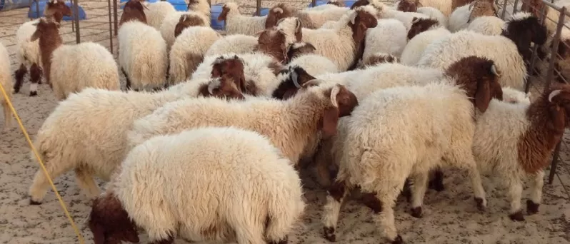 مدار الساعة,أخبار الأردن,اخبار الاردن,أمانة عمان