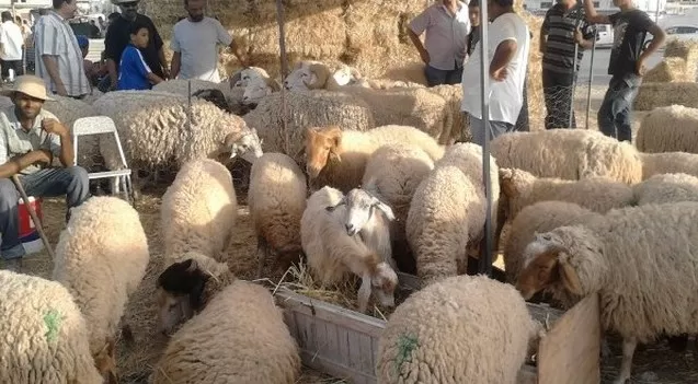 مدار الساعة,أخبار الأردن,اخبار الاردن,أمانة عمان