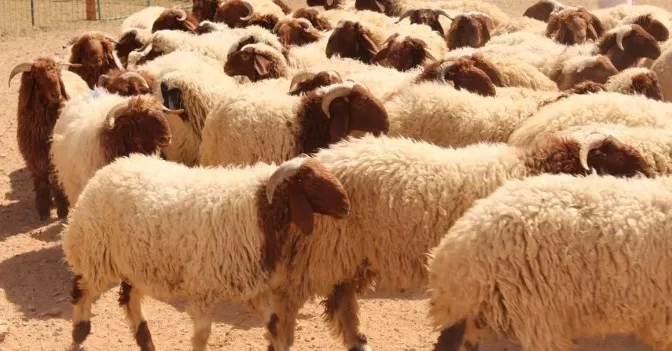 مدار الساعة,أخبار الأردن,اخبار الاردن,وزير الزراعة