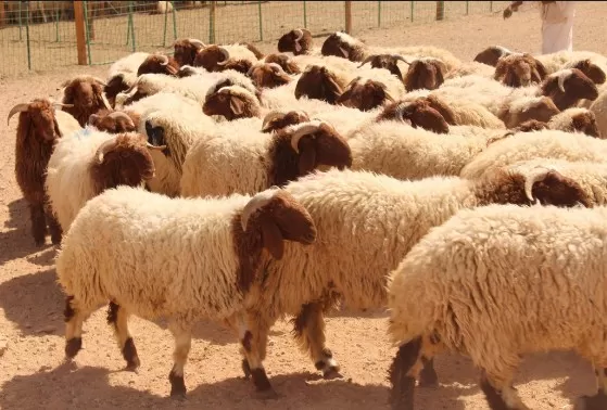 مدار الساعة,أخبار الأردن,اخبار الاردن,أمانة عمان