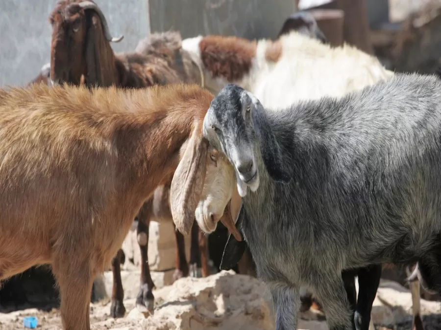 مدار الساعة,أخبار الأردن,اخبار الاردن,وزير الزراعة,وزارة الصناعة والتجارة,وزارة الصناعة