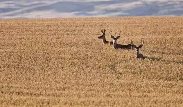 مدار الساعة,أخبار عربية ودولية