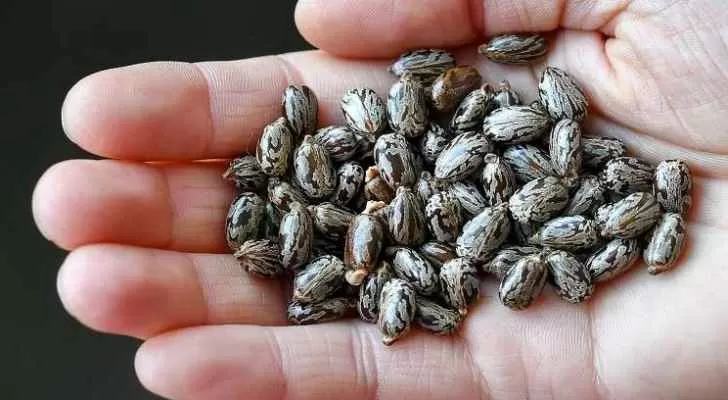 مدار الساعة,أخبار خفيفة ومنوعة