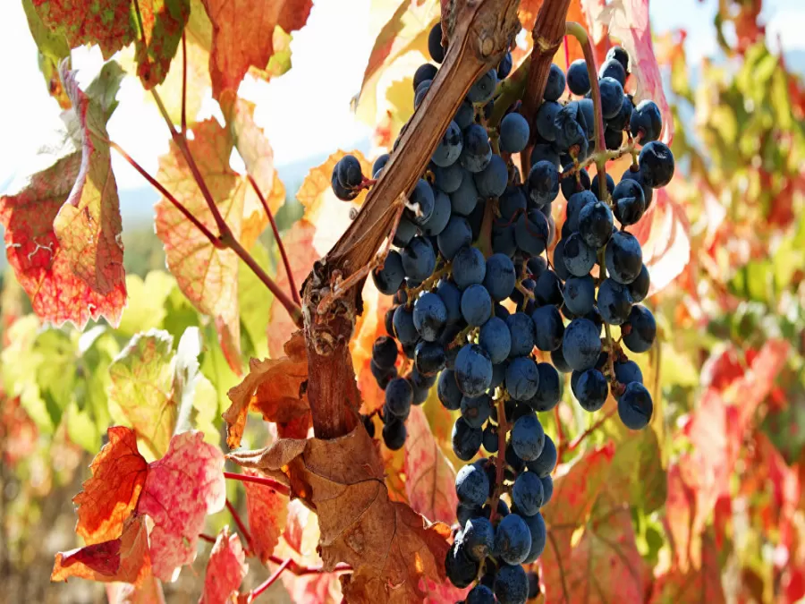 مدار الساعة,أخبار خفيفة ومنوعة