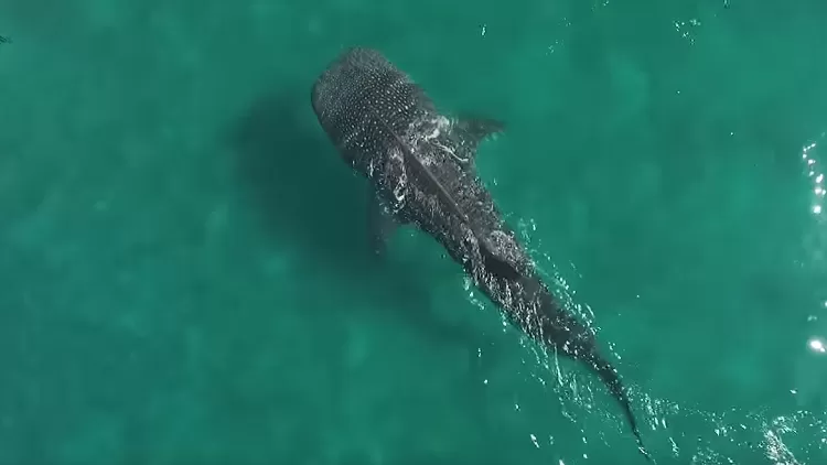 مدار الساعة,أخبار خفيفة ومنوعة