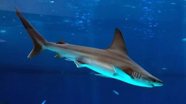 مدار الساعة,Video,فيديو,أخبار خفيفة ومنوعة,مواقع التواصل الاجتماعي