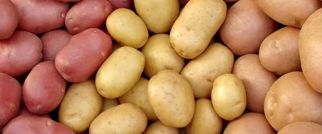 مدار الساعة,أخبار اقتصادية,وزارة الزراعة