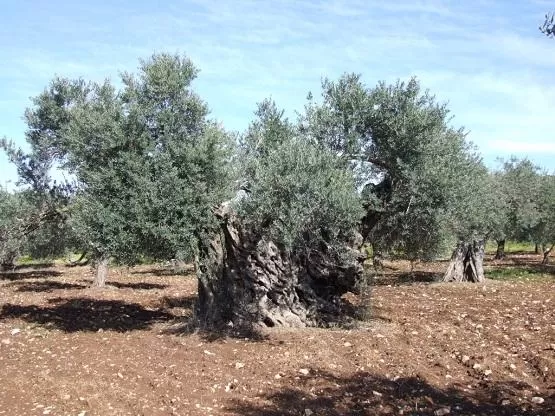 مدار الساعة,أخبار الأردن,اخبار الاردن,وزارة الزراعة