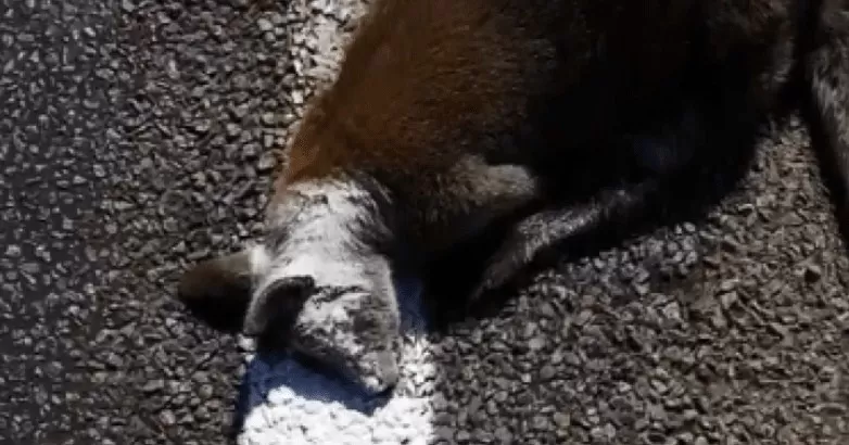 مدار الساعة,أخبار خفيفة ومنوعة,وسائل التواصل الاجتماعي