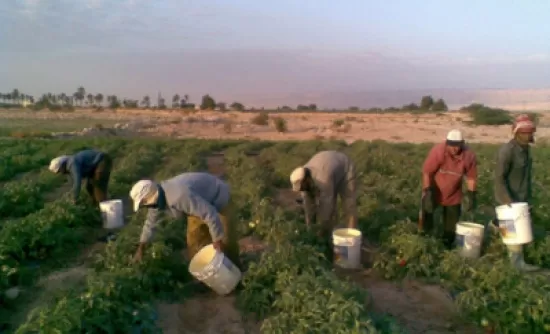 مدار الساعة,أخبار الأردن,اخبار الاردن,وزارة الزراعة