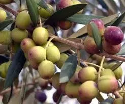 مدار الساعة,أخبار اقتصادية,المركز الوطني للبحوث الزراعية,وسائل التواصل الاجتماعي