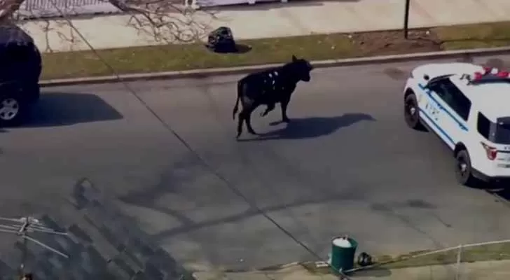 مدار الساعة,Video,فيديو,أخبار خفيفة ومنوعة,وسائل التواصل الاجتماعي