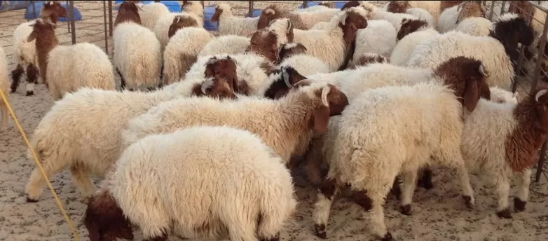 مدار الساعة,أخبار الأردن,اخبار الاردن,وزارة الزراعة