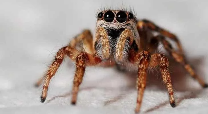 مدار الساعة,أخبار خفيفة ومنوعة