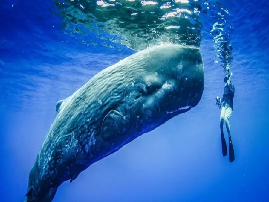 مدار الساعة,أخبار خفيفة ومنوعة,سلطنة عمان