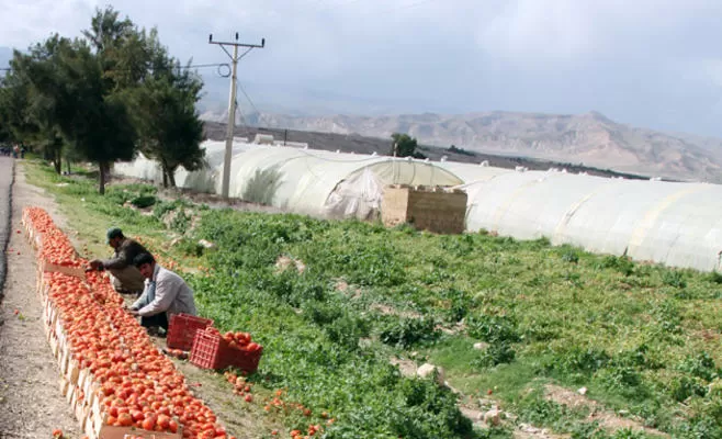 مدار الساعة,أخبار اقتصادية,وزارة الزراعة