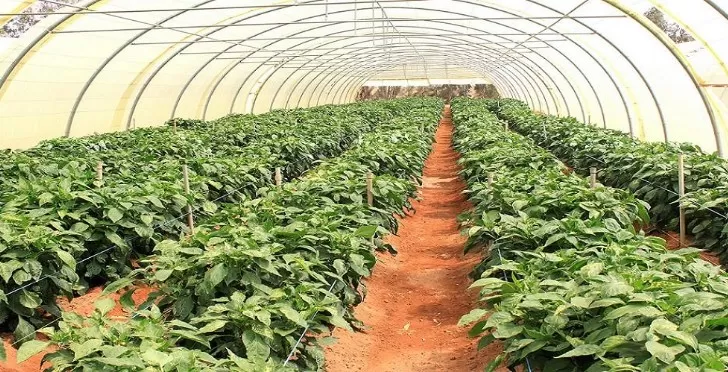مدار الساعة,أخبار الأردن,اخبار الاردن,وزير الزراعة,وزير البيئة