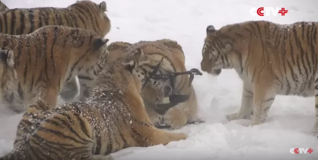 مدار الساعة,Video,فيديو,أخبار خفيفة ومنوعة