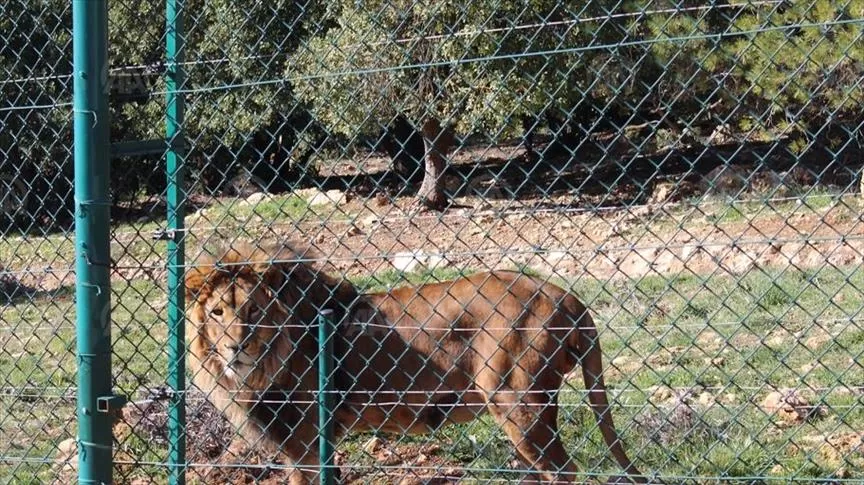 مدار الساعة,أخبار خفيفة ومنوعة,الأميرة عالية بنت الحسين