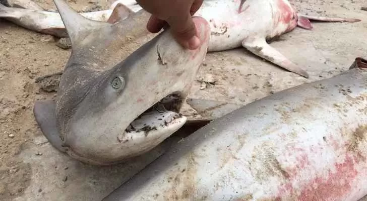 مدار الساعة,أخبار خفيفة ومنوعة,قطاع غزة,مواقع التواصل الاجتماعي