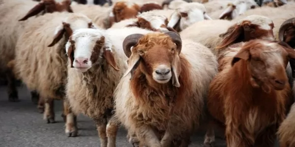 مدار الساعة,أخبار اقتصادية,وزارة الزراعة