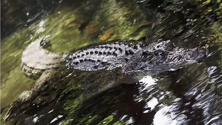 مدار الساعة,أخبار خفيفة ومنوعة