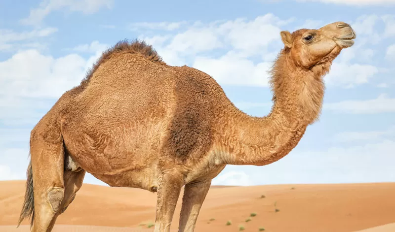 مدار الساعة,أخبار الأردن,اخبار الاردن,الدفاع المدني,مستشفى الشونة الجنوبية