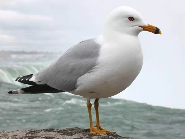 مدار الساعة,Video,فيديو,أخبار خفيفة ومنوعة