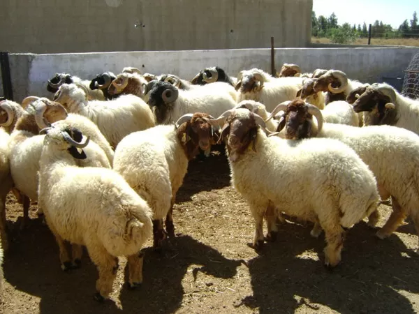 مدار الساعة,أخبار الأردن,اخبار الاردن,وزارة الزراعة