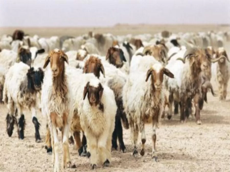 مدار الساعة,أخبار الأردن,اخبار الاردن