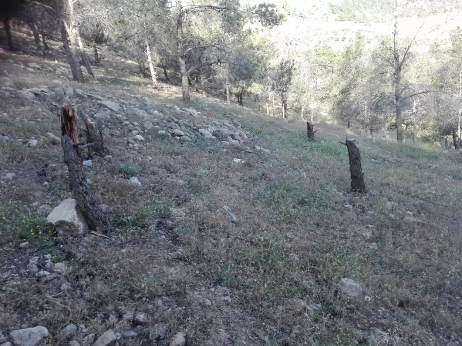 مدار الساعة,أخبار الأردن,اخبار الاردن,وزير الزراعة,وزارة الزراعة