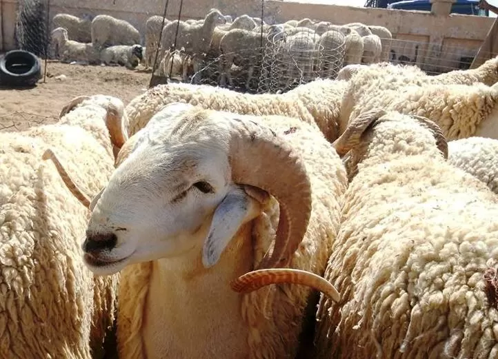 مدار الساعة,أخبار الأردن,اخبار الاردن,وزارة الزراعة