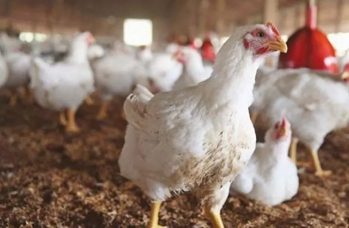 مدار الساعة,أخبار الأردن,اخبار الاردن