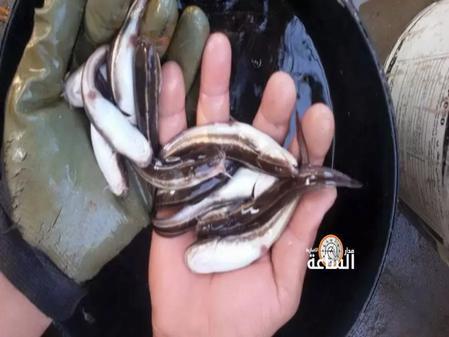 مدار الساعة,أخبار الأردن,اخبار الاردن