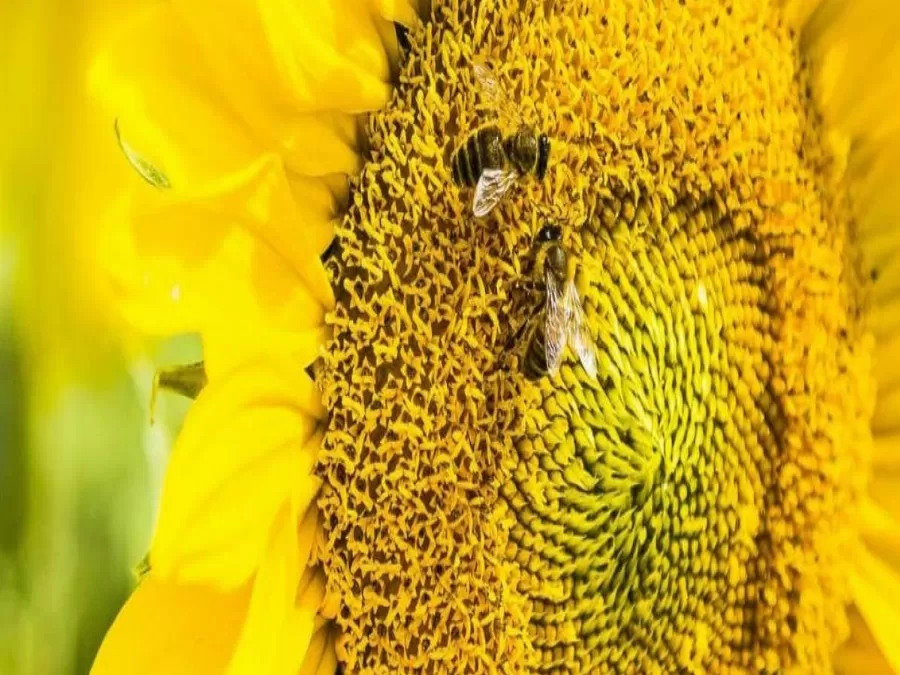 مدار الساعة,أخبار خفيفة ومنوعة