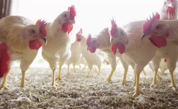 مدار الساعة,أخبار اقتصادية,وزير الصناعة والتجارة والتموين,وزارة الصناعة والتجارة,المؤسسة الاستهلاكية المدنية,وزارة الصناعة,الاستهلاكية المدنية