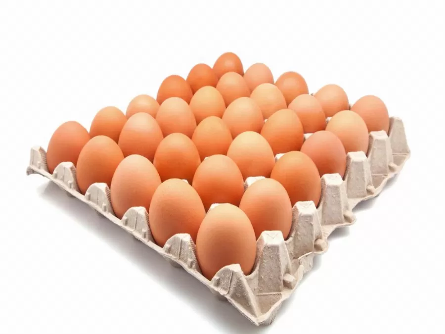 مدار الساعة,أخبار الأردن,اخبار الاردن,مؤسسة الغذاء والدواء