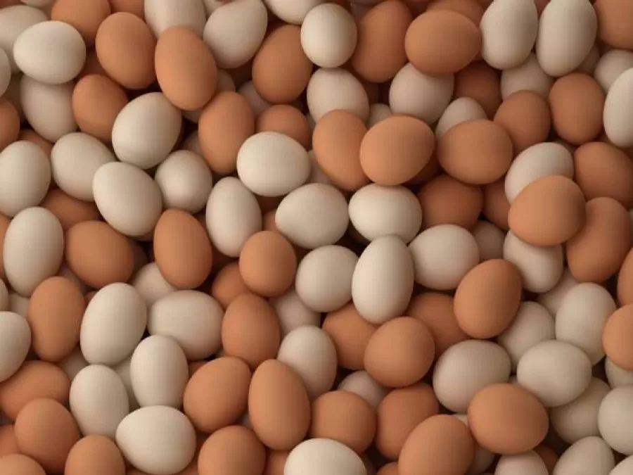 مدار الساعة,أخبار الأردن,اخبار الاردن