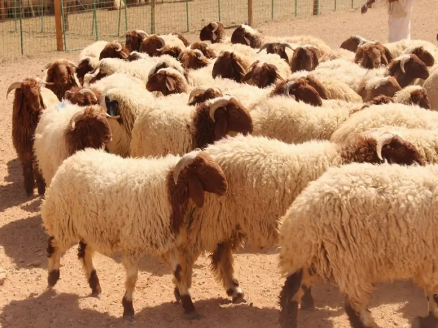مدار الساعة,أخبار الأردن,اخبار الاردن,وزير الزراعة,وزير البيئة