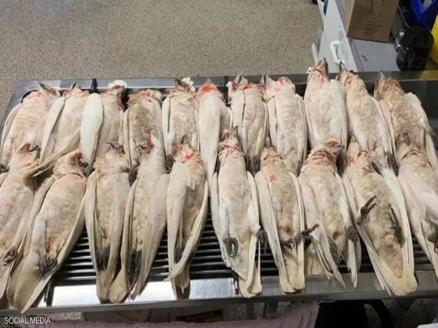 مدار الساعة,أخبار خفيفة ومنوعة