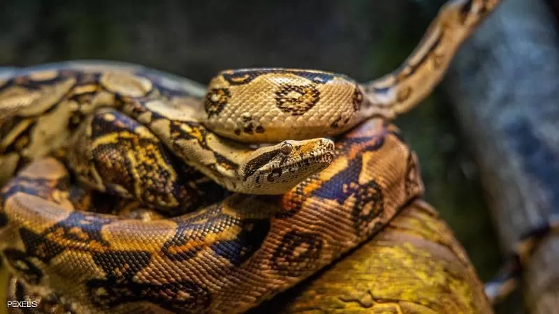 مدار الساعة,أخبار خفيفة ومنوعة