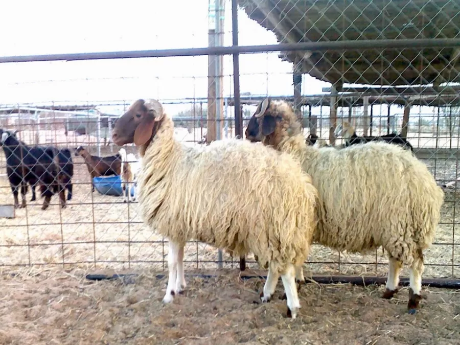 مدار الساعة,شؤون دينية