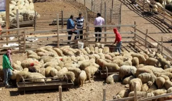 مدار الساعة,أخبار الأردن,اخبار الاردن,وزارة الإدارة المحلية,عيد الأضحى