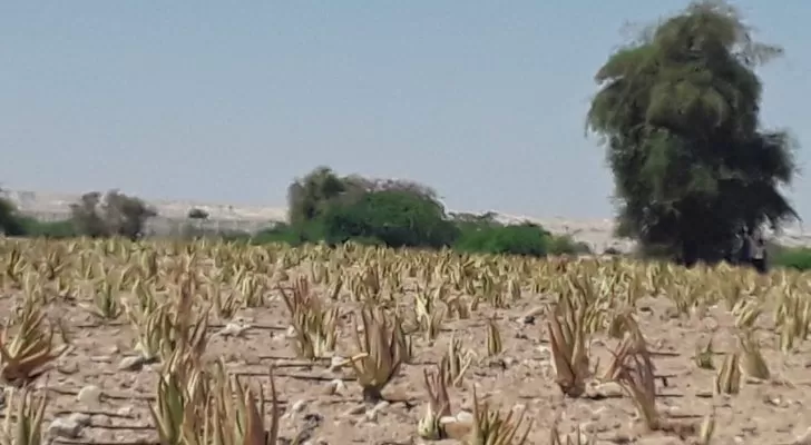 مدار الساعة,أخبار الأردن,اخبار الاردن