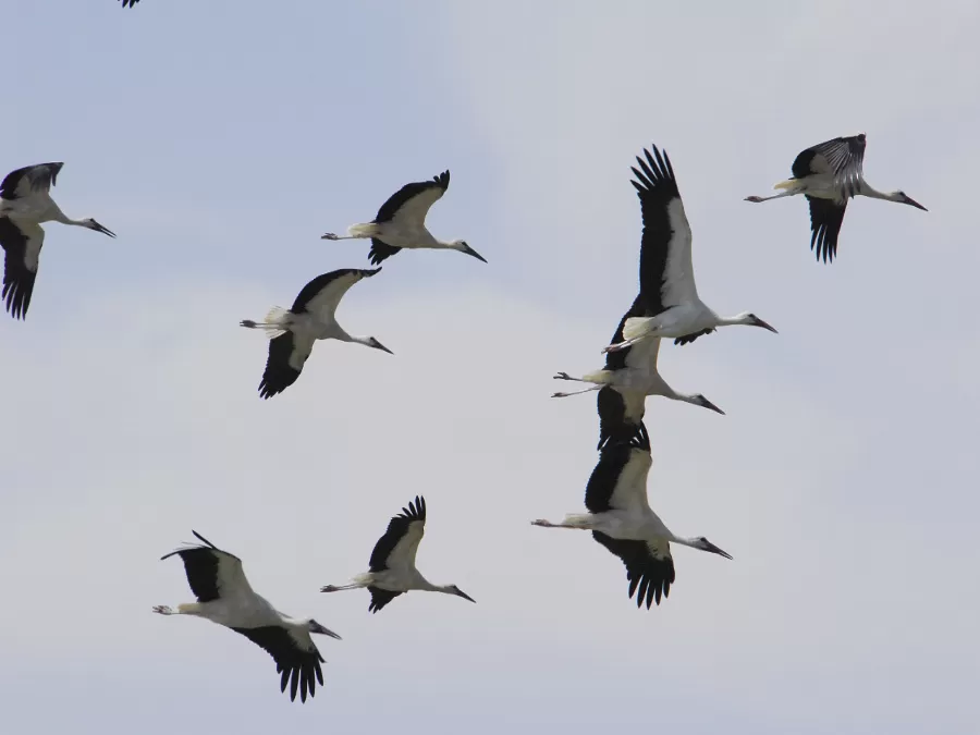 مدار الساعة,مناسبات أردنية,وادي الأردن